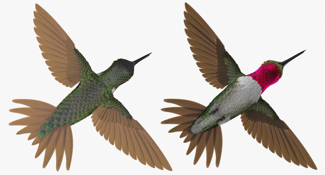 3D Broad Tailed Hummingbird Flying Pose