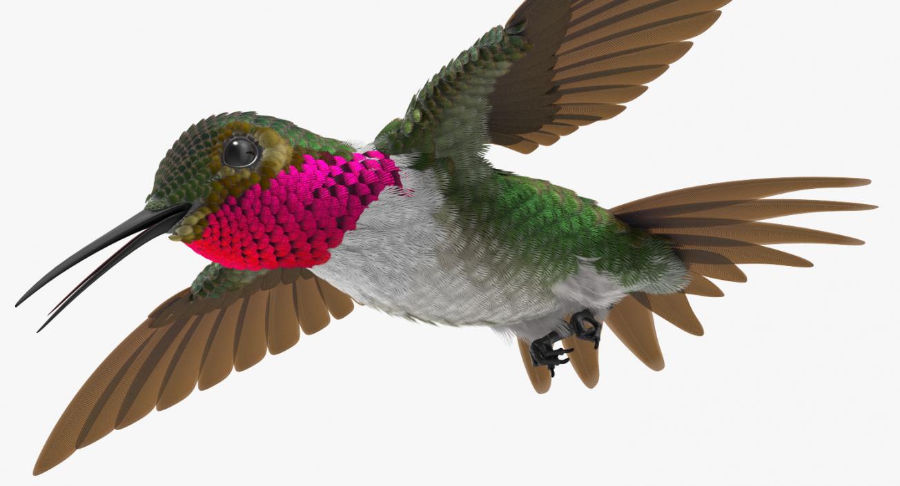 3D Broad Tailed Hummingbird Flying Pose