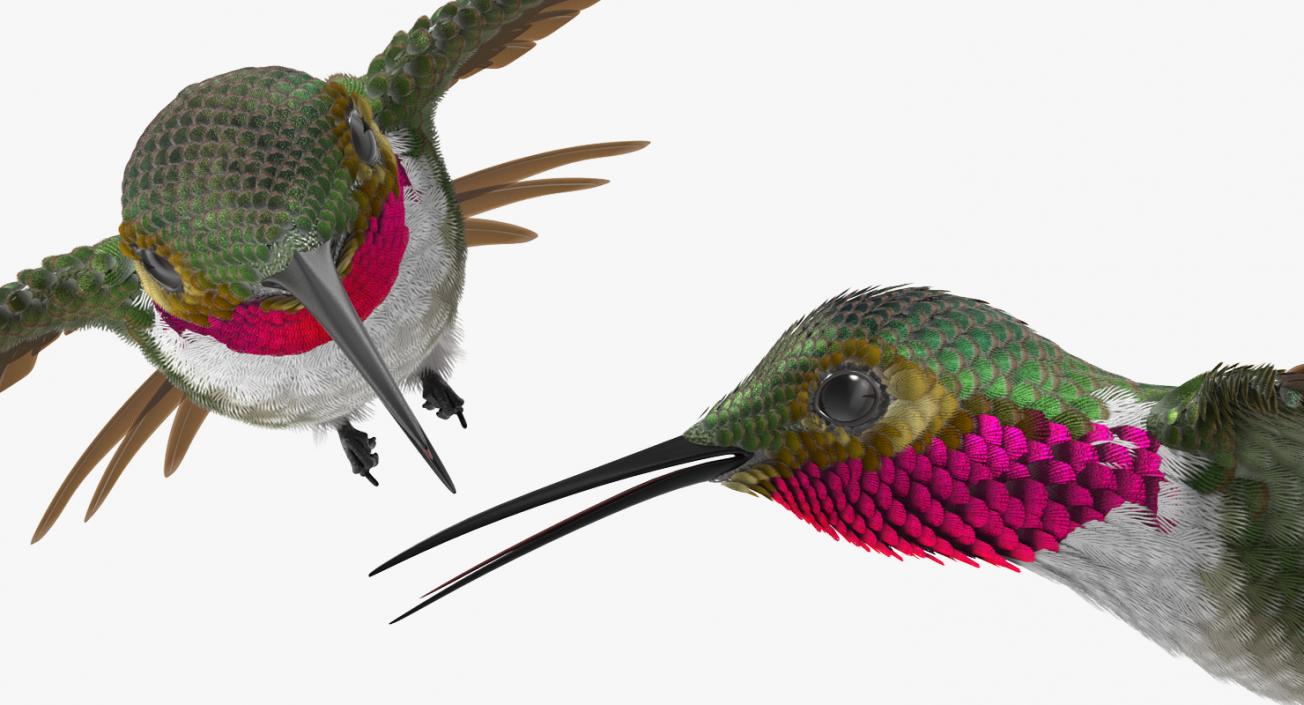 3D Broad Tailed Hummingbird Flying Pose