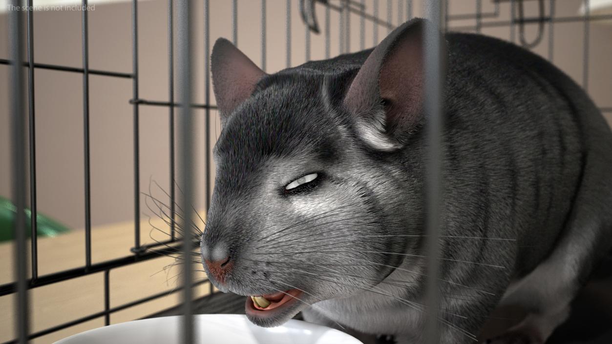 Chinchilla Fur 3D model