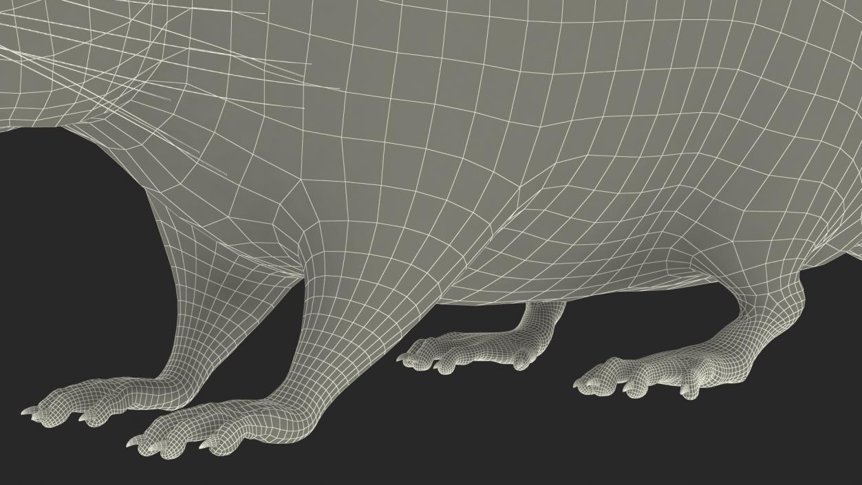 Chinchilla Fur 3D model