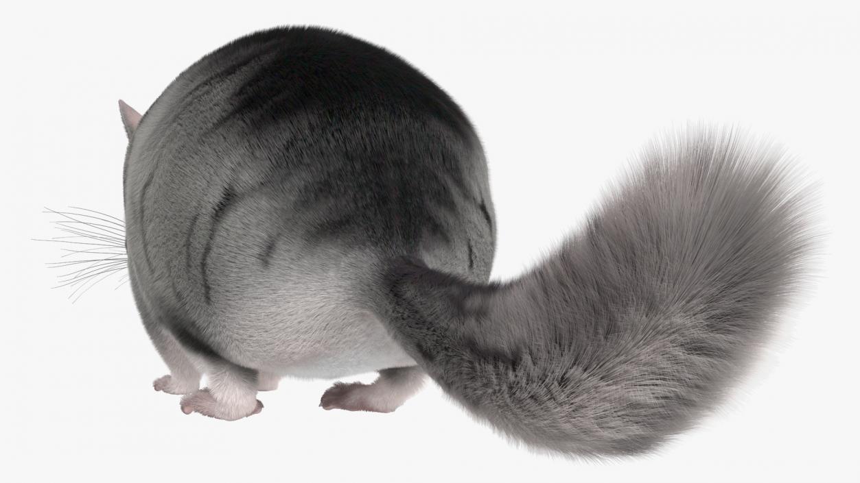 Chinchilla Fur 3D model