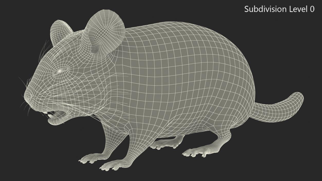 Chinchilla Fur 3D model