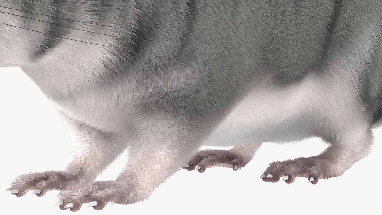 Chinchilla Fur 3D model