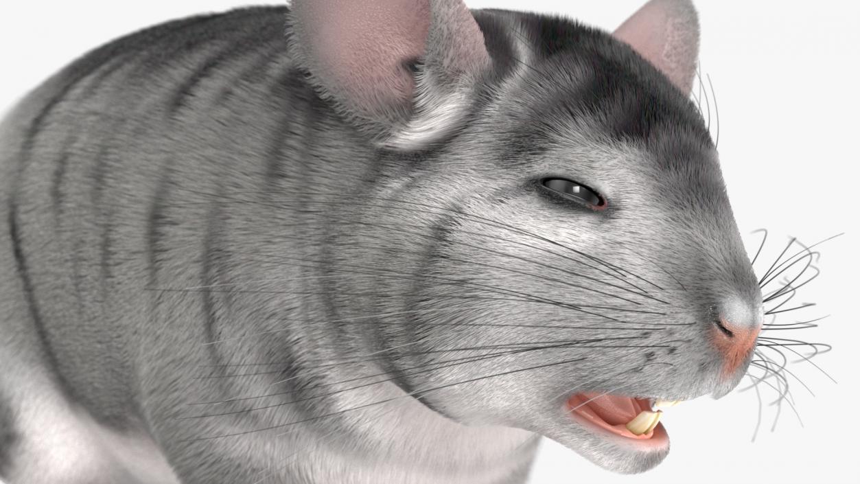 Chinchilla Fur 3D model