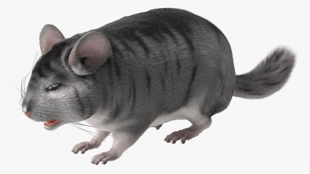 Chinchilla Fur 3D model