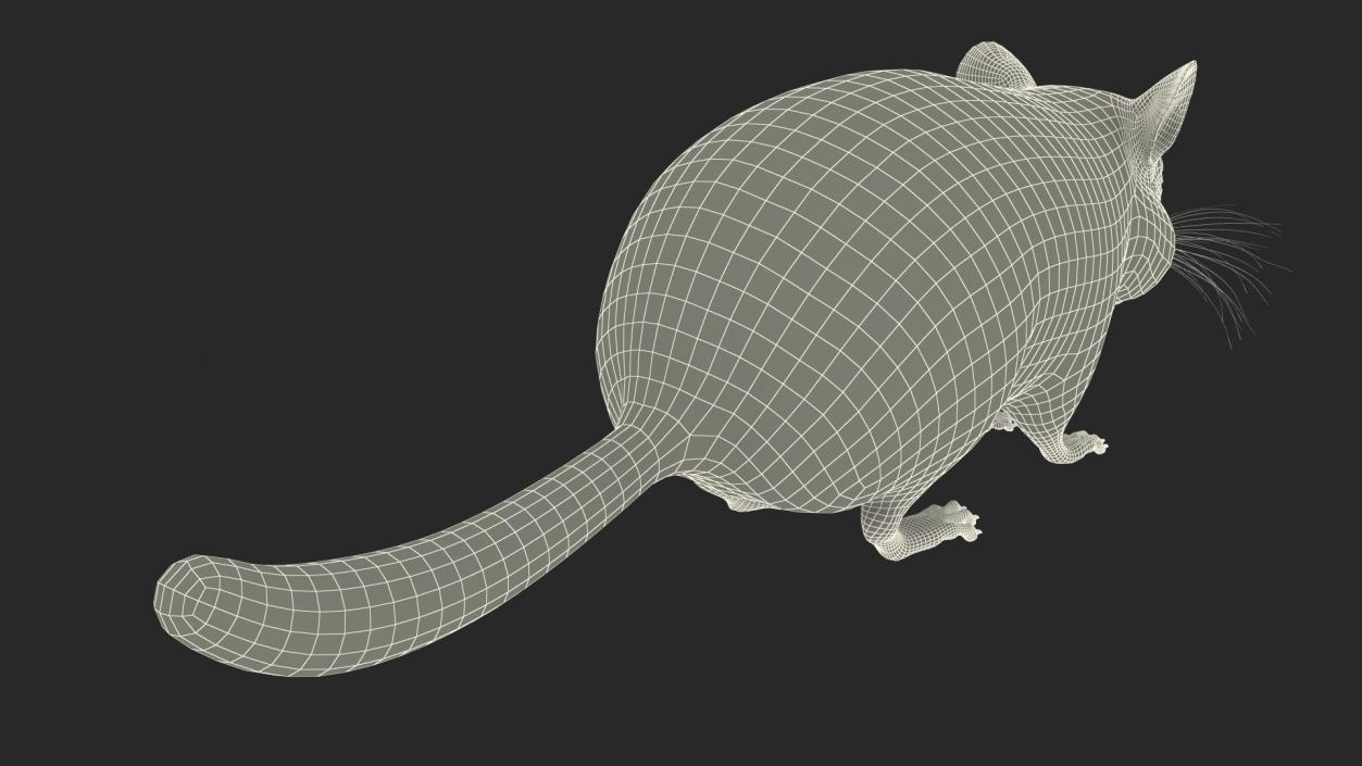 Chinchilla Fur 3D model