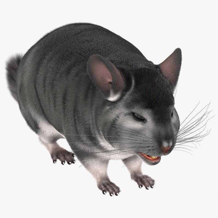 Chinchilla Fur 3D model