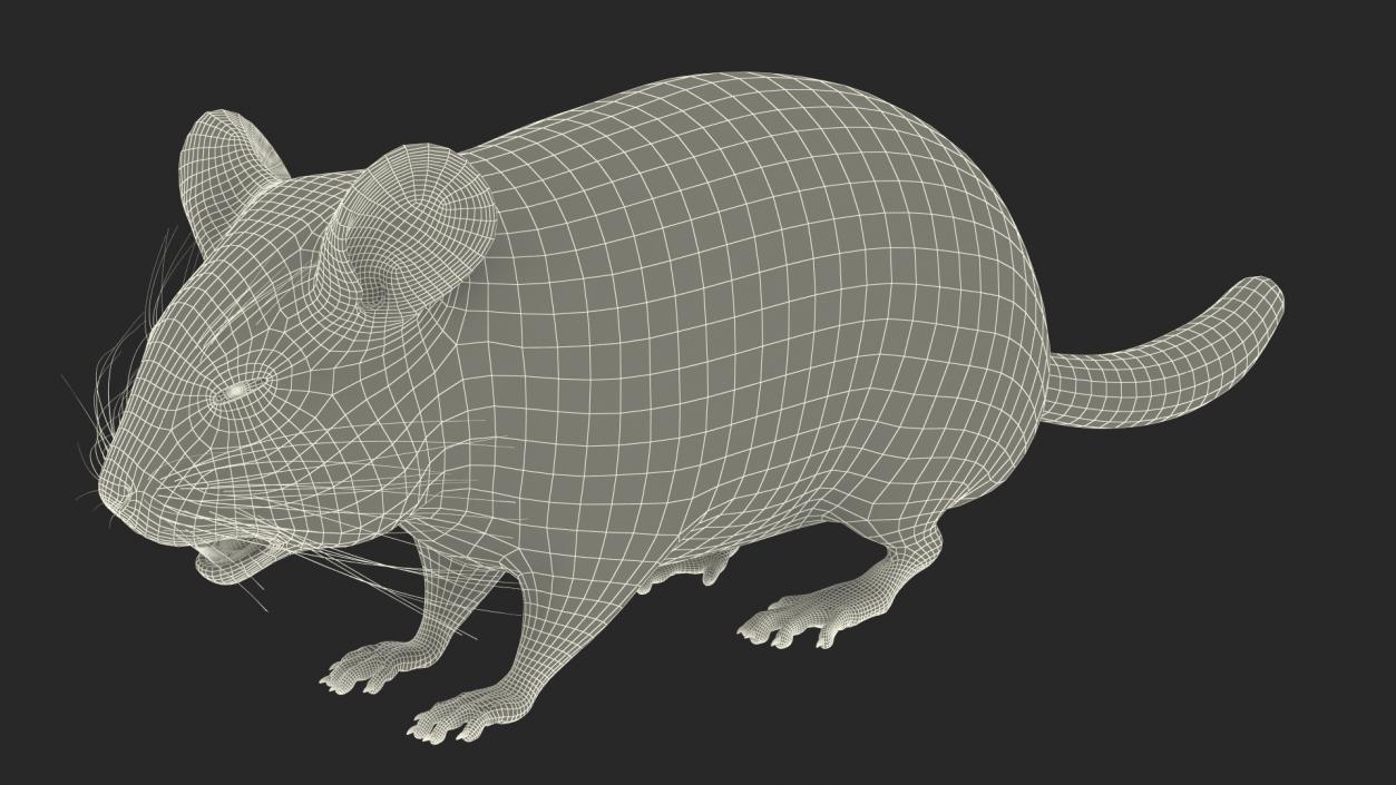 Chinchilla Fur 3D model