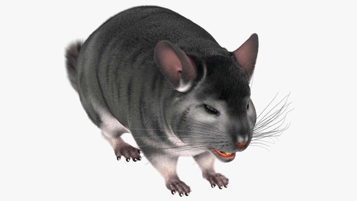 Chinchilla Fur 3D model