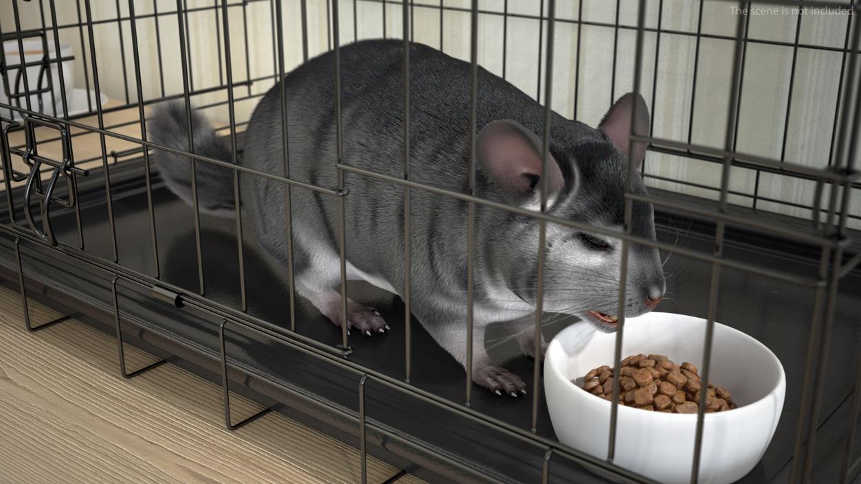 Chinchilla Fur 3D model