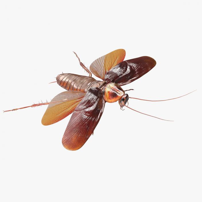 Flying Cockroach Rigged for Cinema 4D 3D