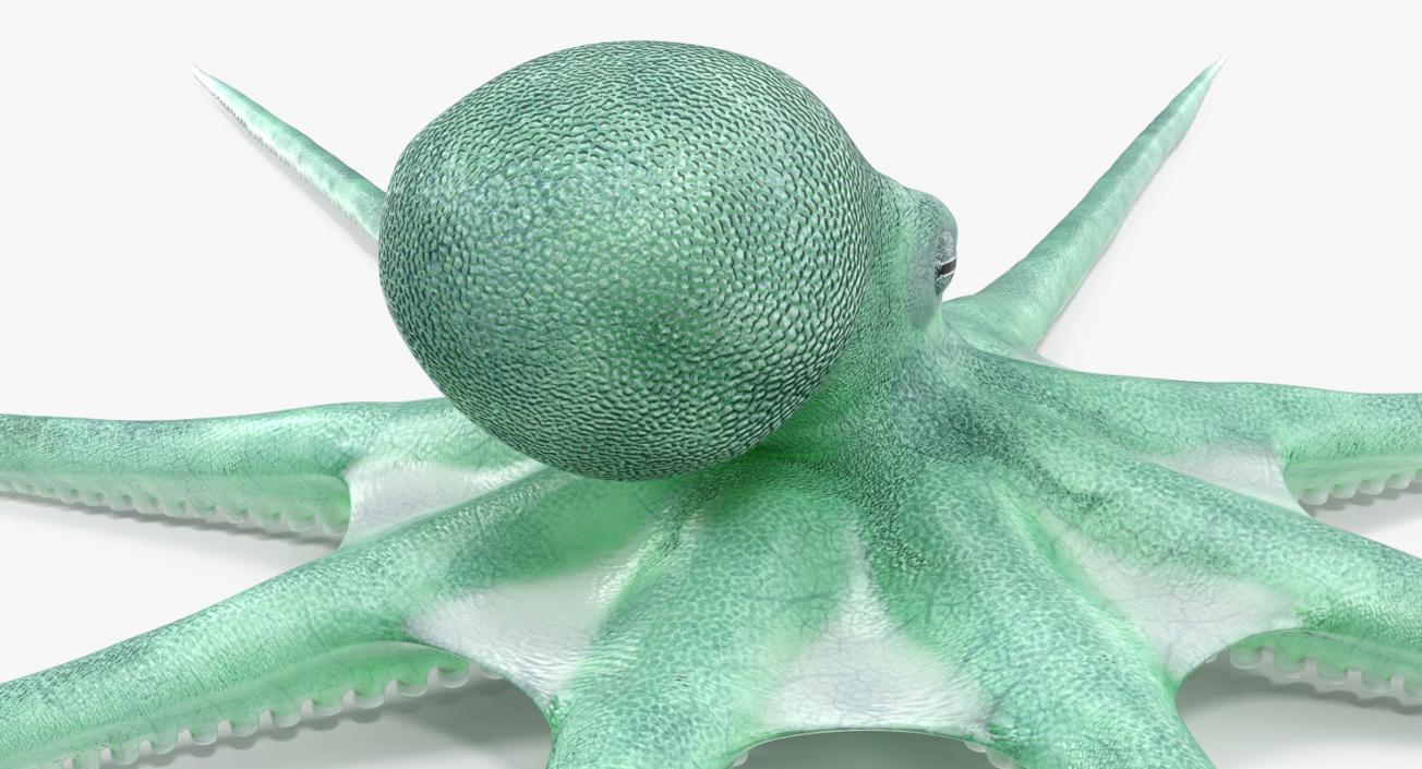 Blue Octopus 3D