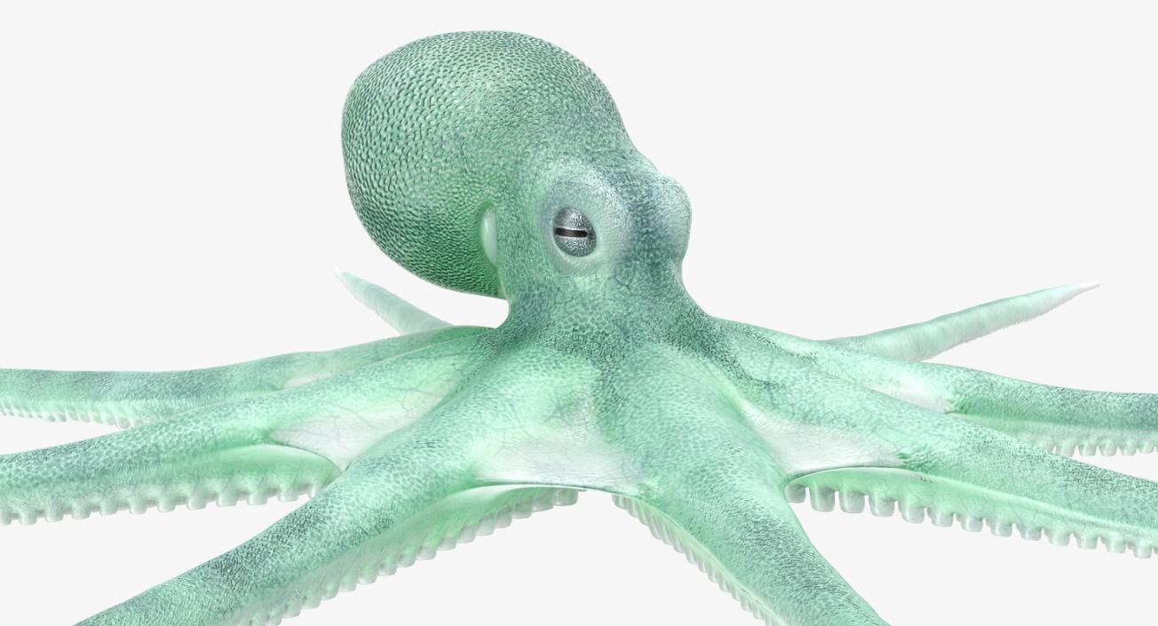 Blue Octopus 3D