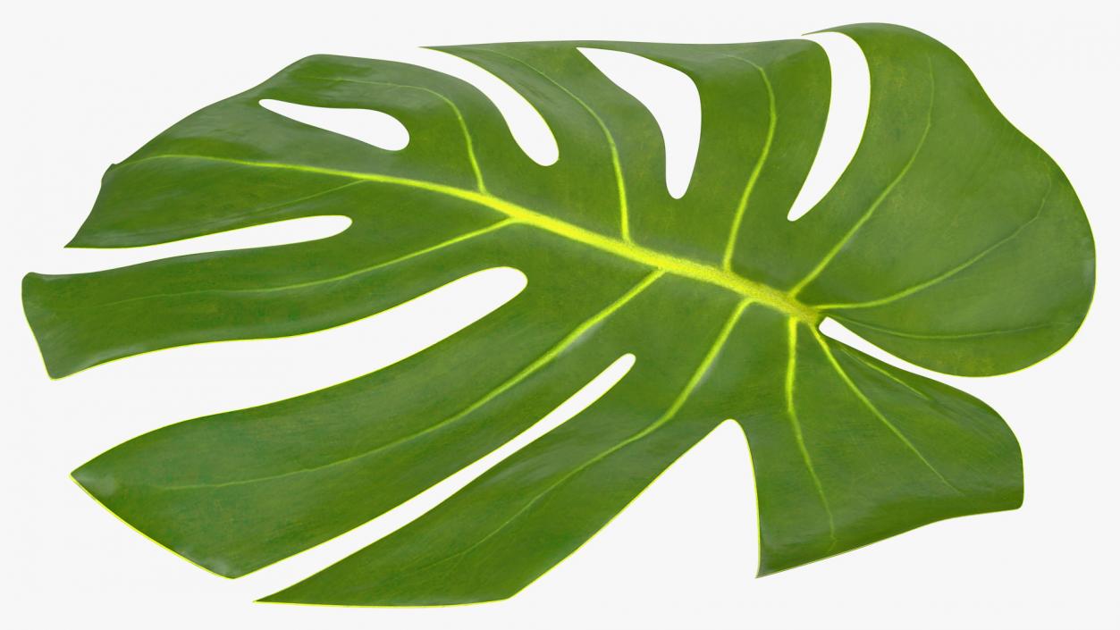 3D Monstera Deliciosa Leaf model