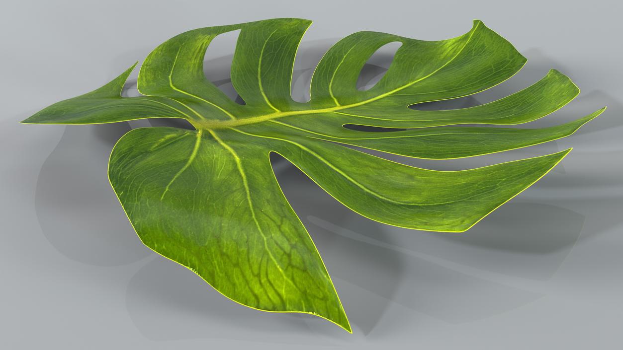 3D Monstera Deliciosa Leaf model