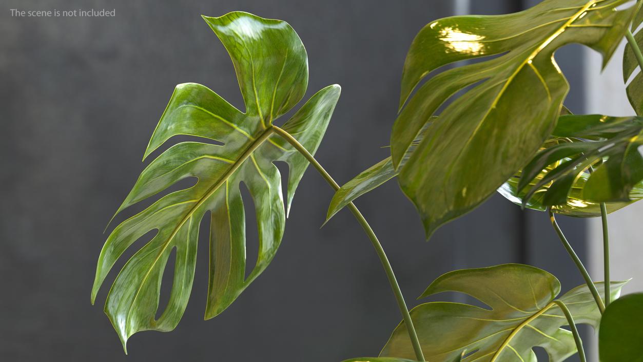 3D Monstera Deliciosa Leaf model