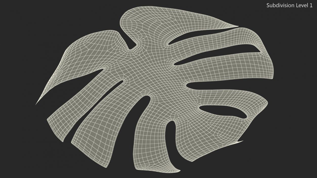 3D Monstera Deliciosa Leaf model