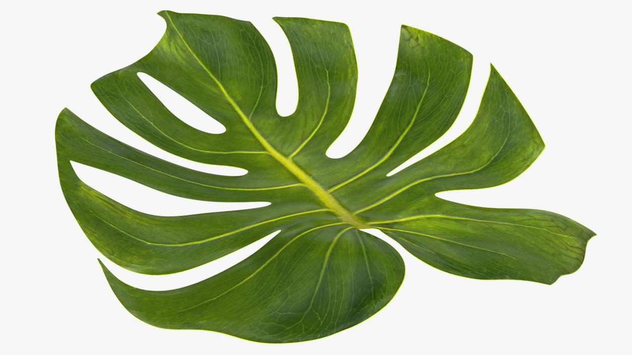 3D Monstera Deliciosa Leaf model