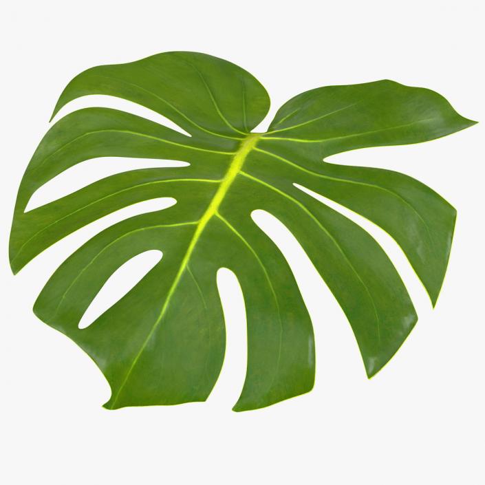 3D Monstera Deliciosa Leaf model