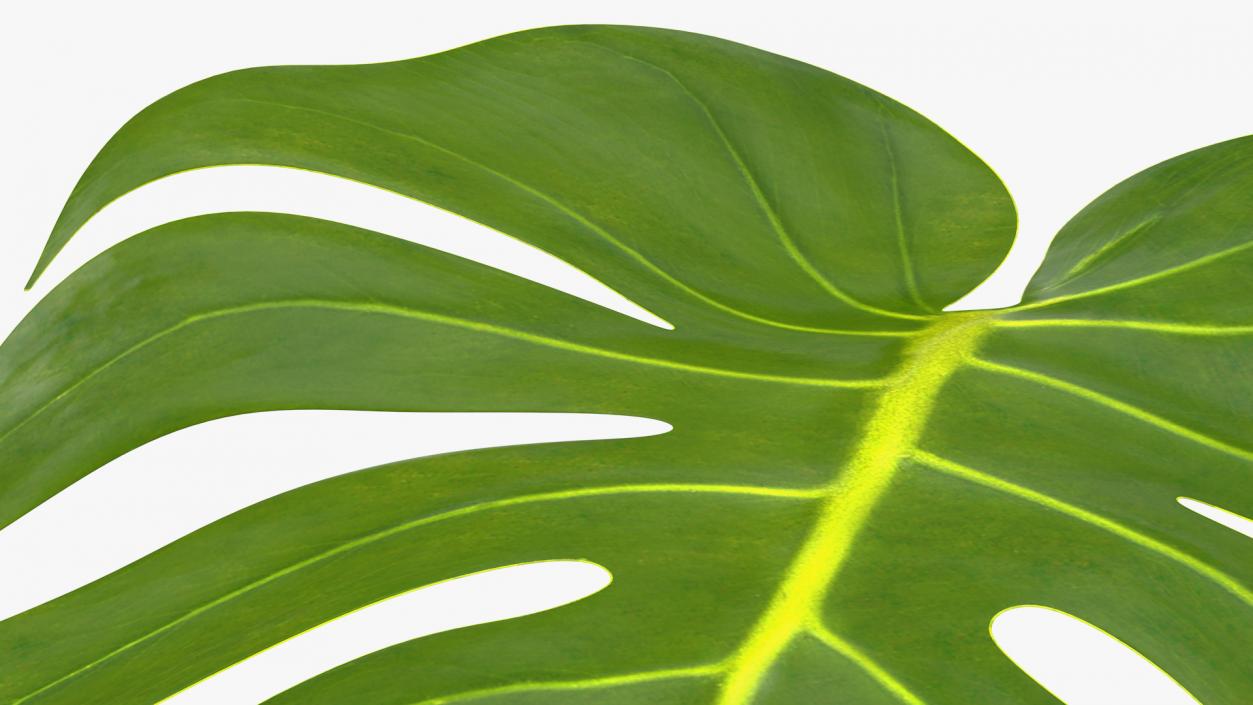 3D Monstera Deliciosa Leaf model