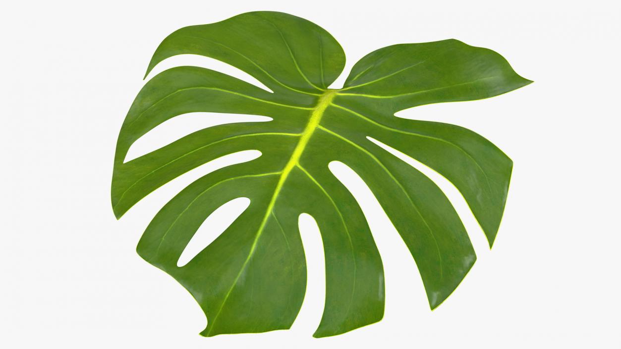 3D Monstera Deliciosa Leaf model