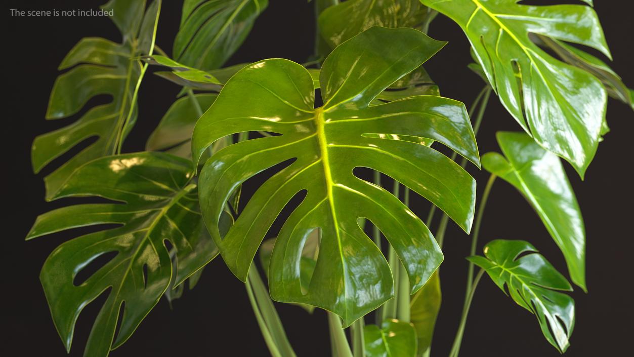 3D Monstera Deliciosa Leaf model