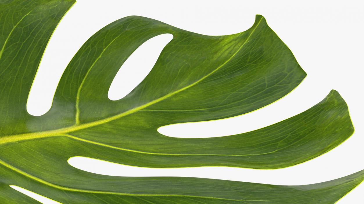 3D Monstera Deliciosa Leaf model