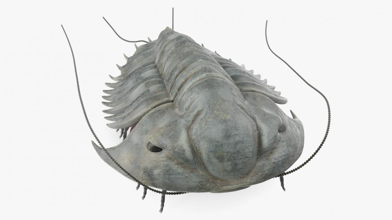 Trilobite Extinct Marine Arachnomorph Arthropod 3D