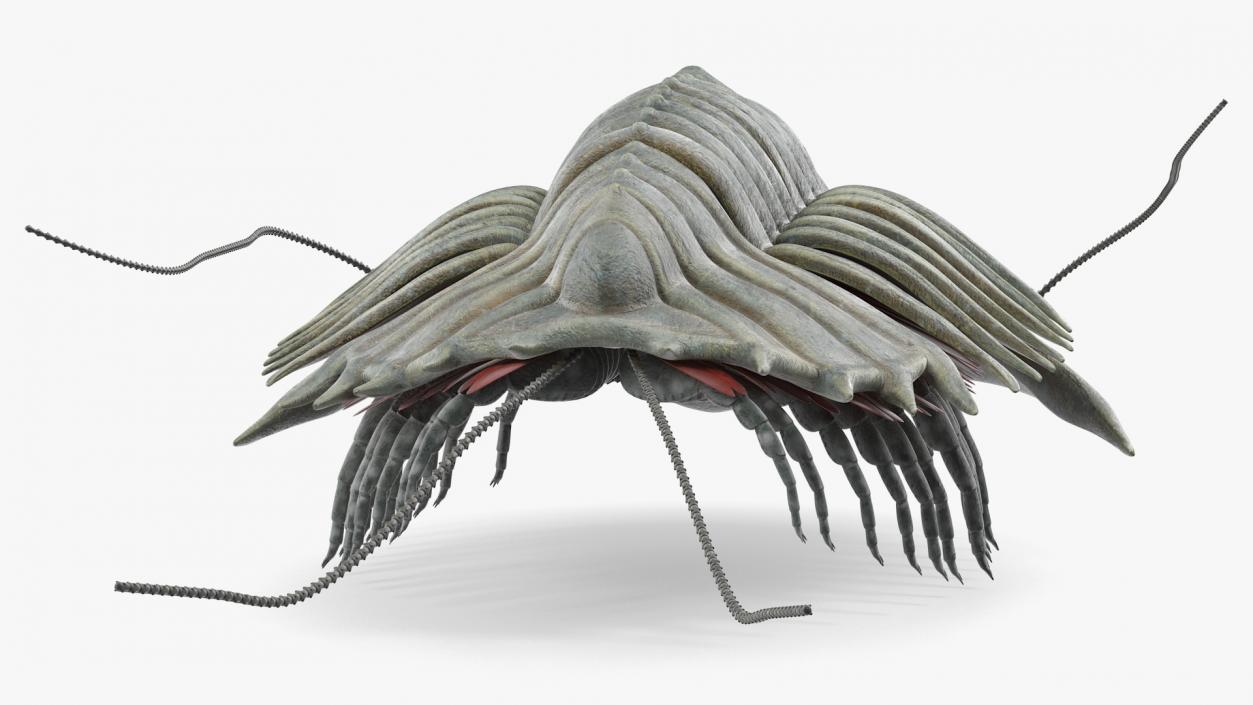 Trilobite Extinct Marine Arachnomorph Arthropod 3D