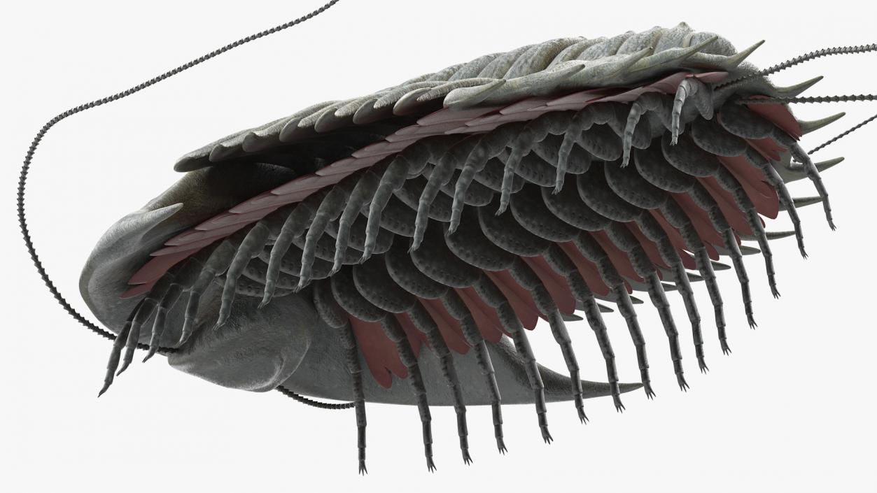 Trilobite Extinct Marine Arachnomorph Arthropod 3D