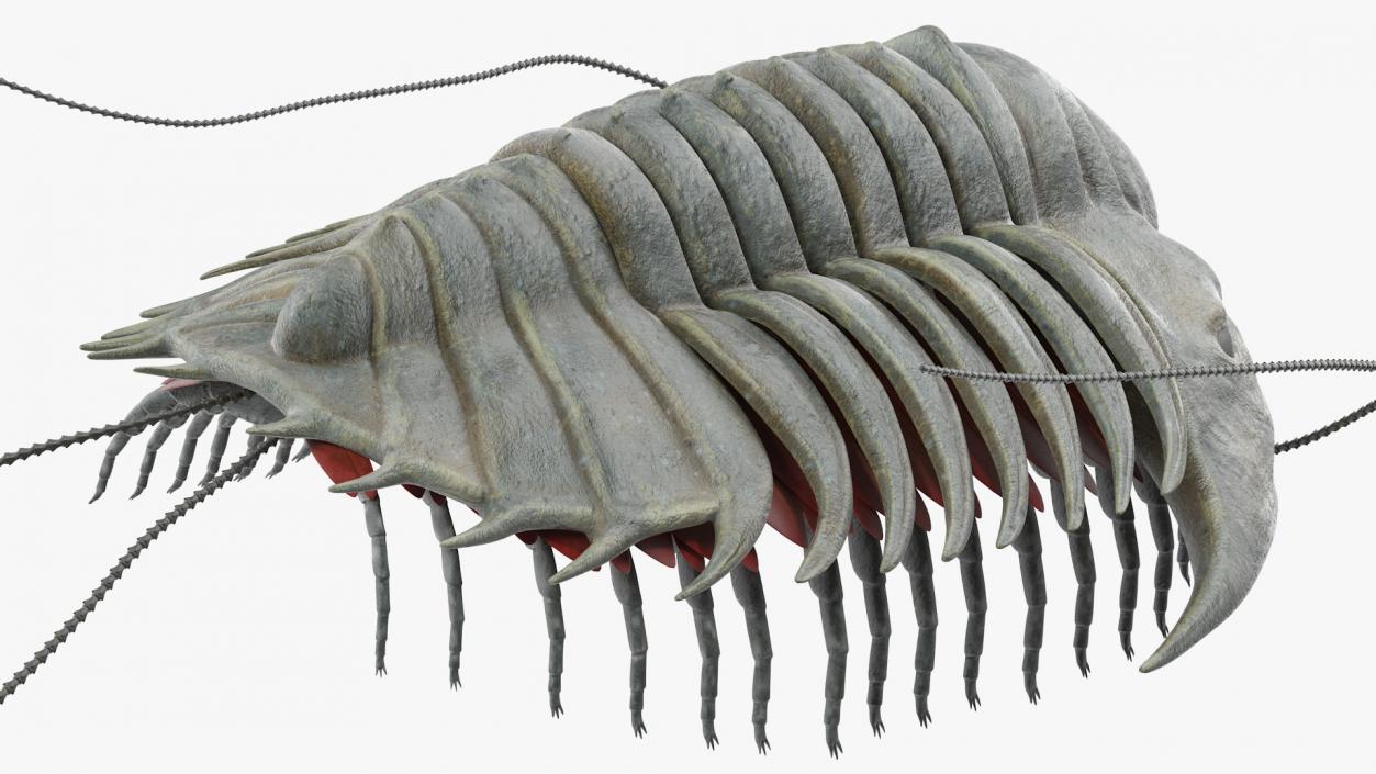 Trilobite Extinct Marine Arachnomorph Arthropod 3D