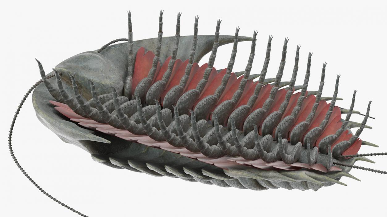 Trilobite Extinct Marine Arachnomorph Arthropod 3D