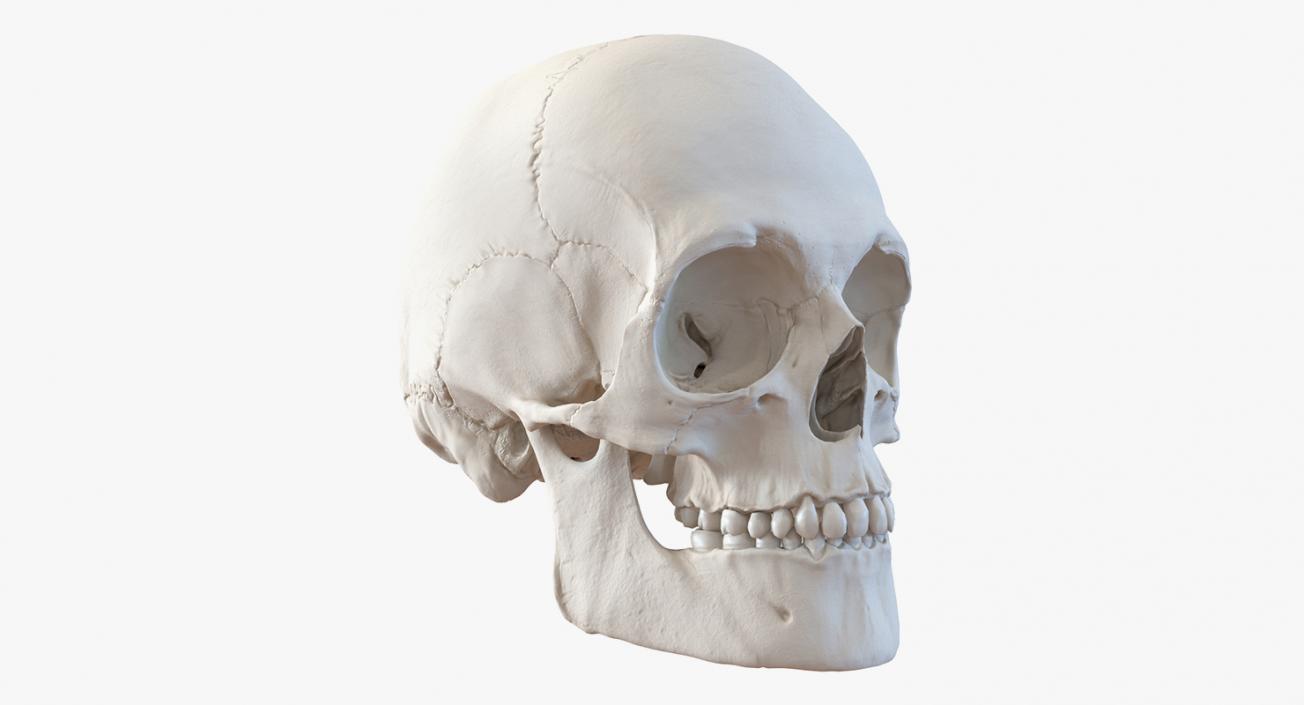 Skulls 3D Models Collection 2 3D model