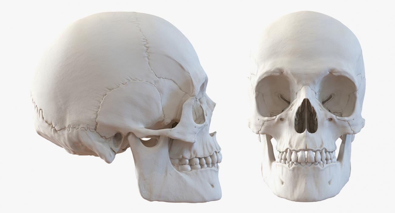 Skulls 3D Models Collection 2 3D model