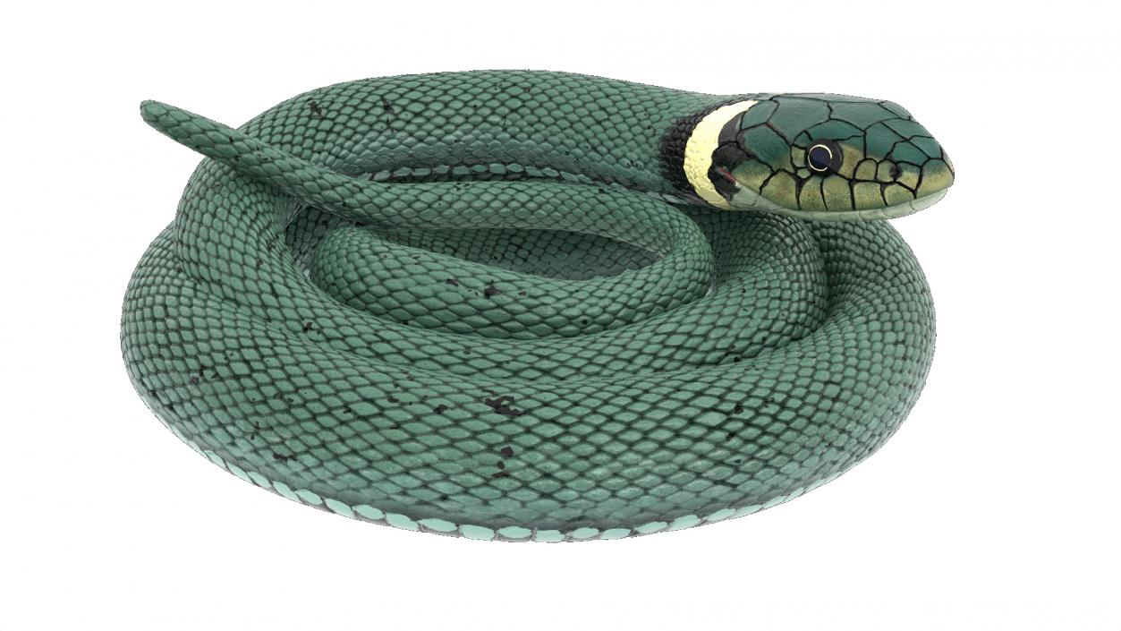 Ringed Snake Green Coiled 2 3D