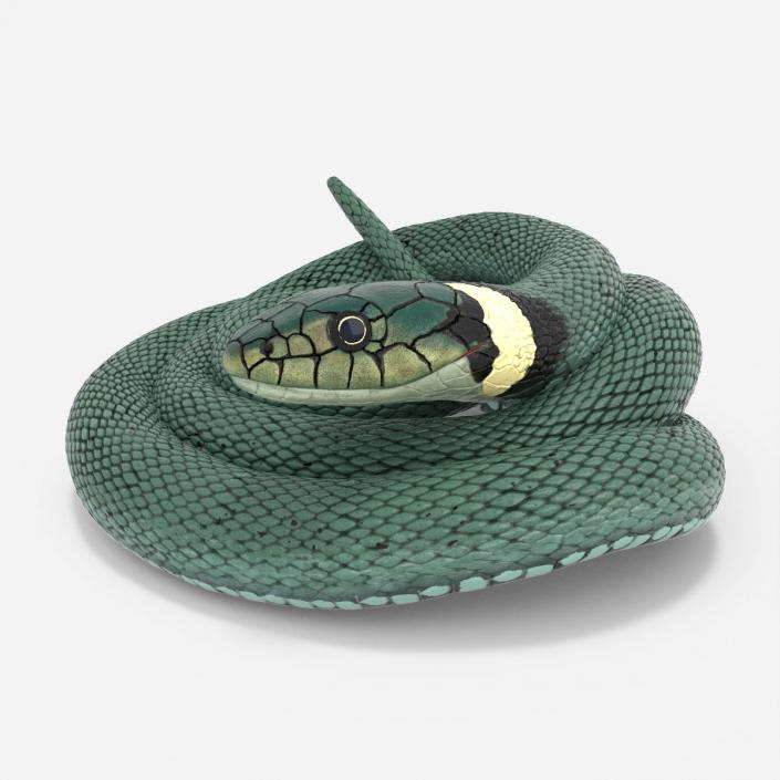 Ringed Snake Green Coiled 2 3D