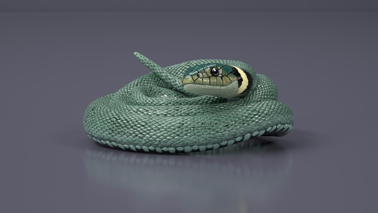 Ringed Snake Green Coiled 2 3D