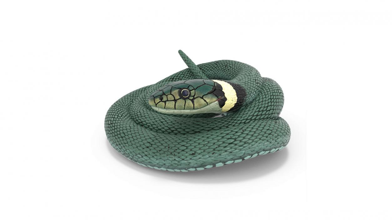 Ringed Snake Green Coiled 2 3D