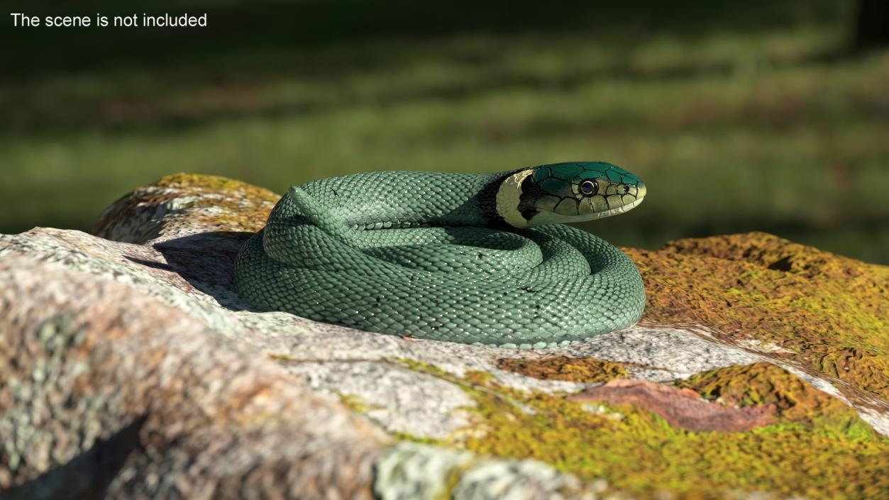 Ringed Snake Green Coiled 2 3D