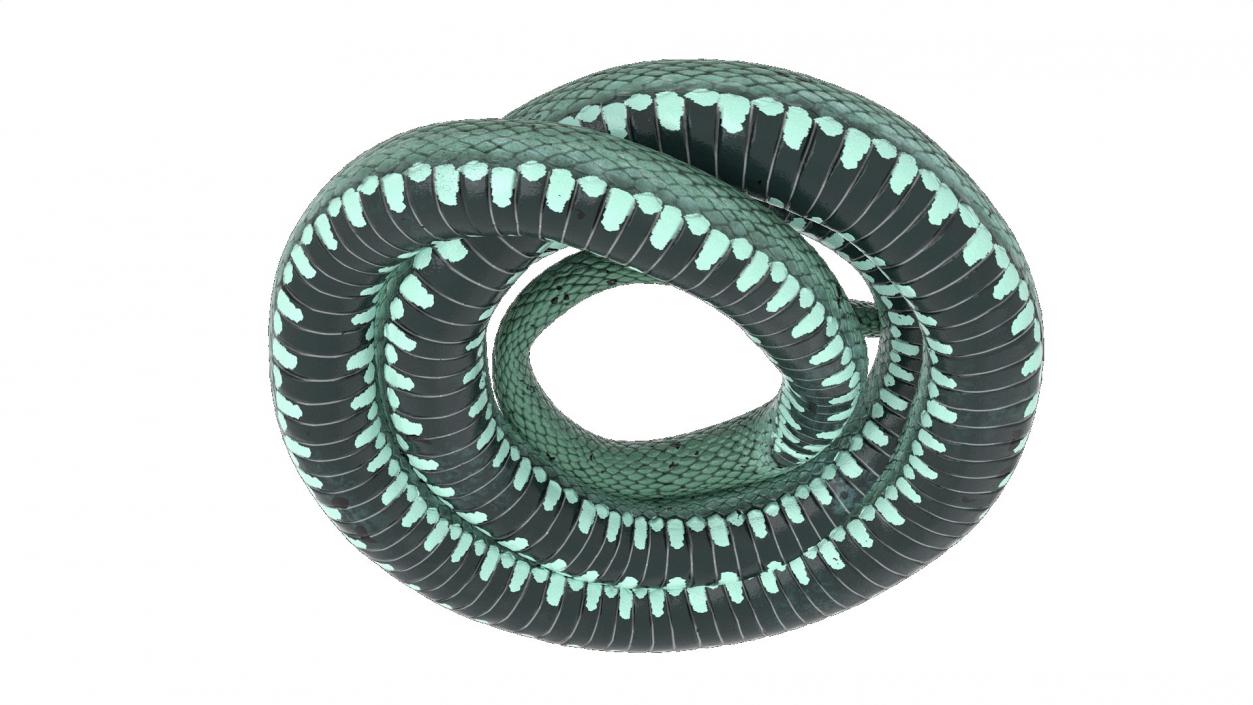 Ringed Snake Green Coiled 2 3D