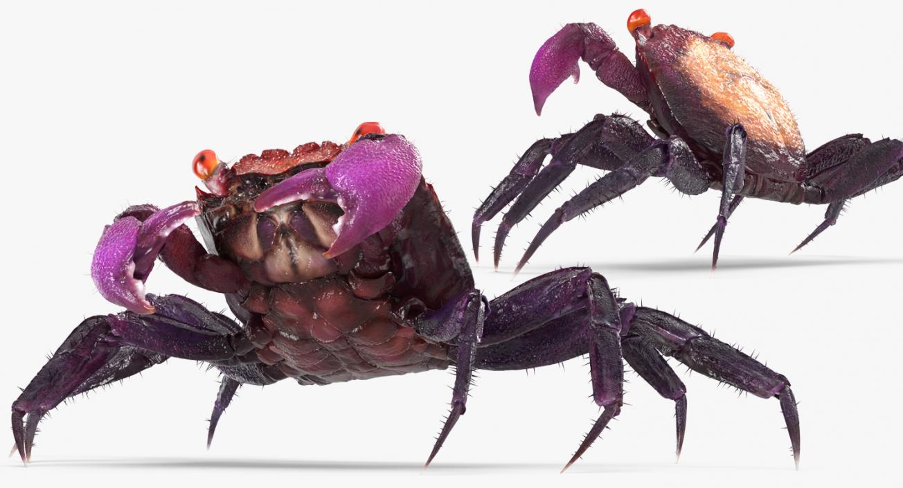 Vampire Crab Geosesarma Rigged with Fur 3D model