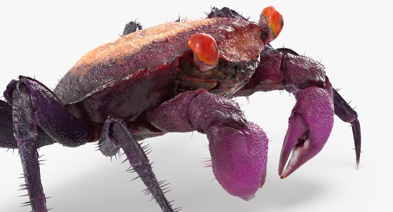 Vampire Crab Geosesarma Rigged with Fur 3D model