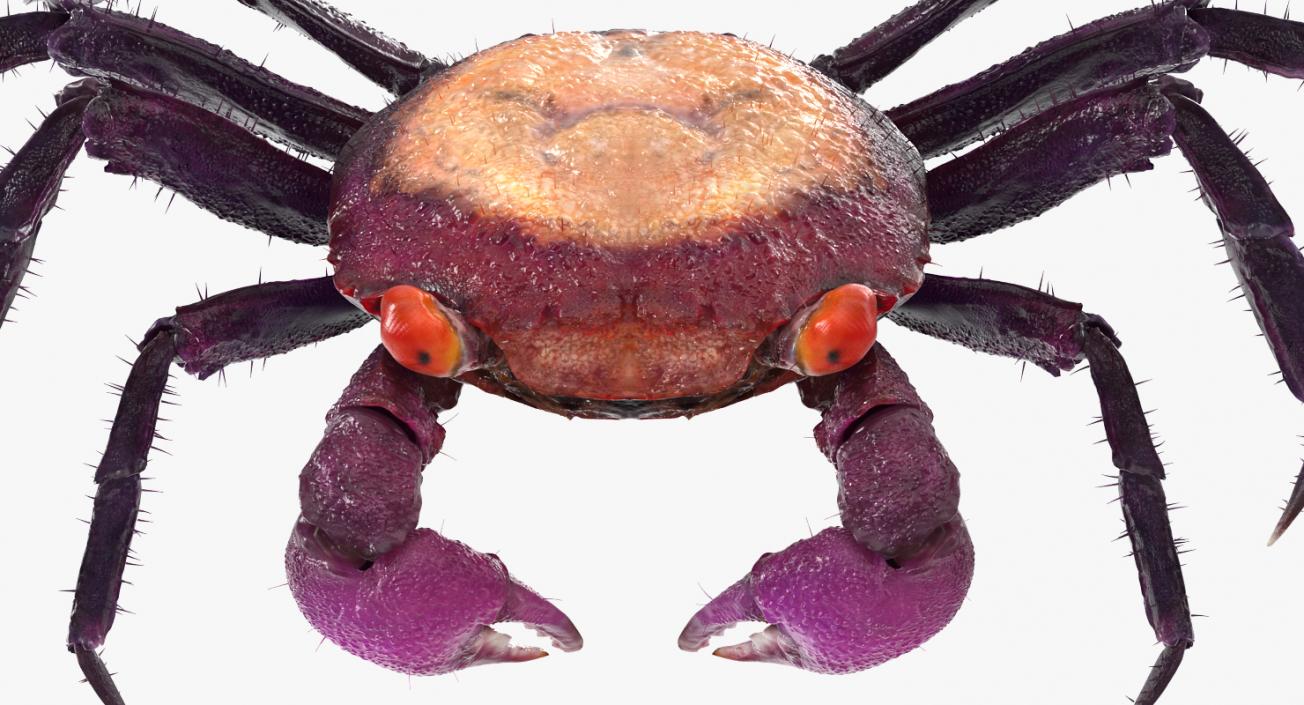 Vampire Crab Geosesarma Rigged with Fur 3D model