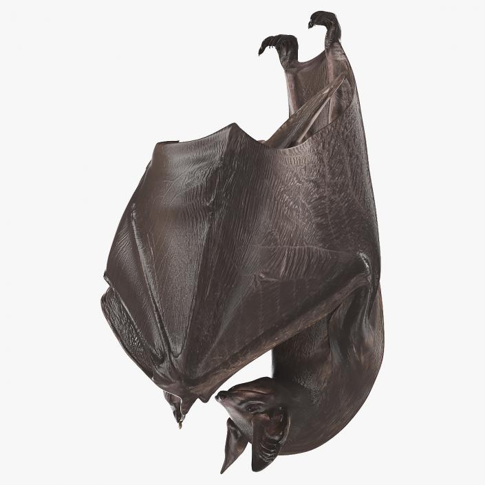 Hanging Black Bat 3D