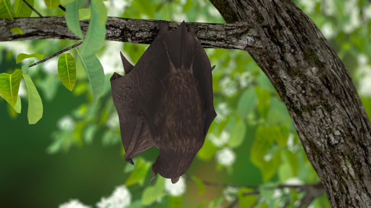 Hanging Black Bat 3D