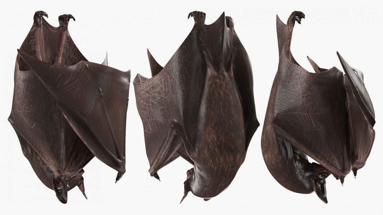 Hanging Black Bat 3D