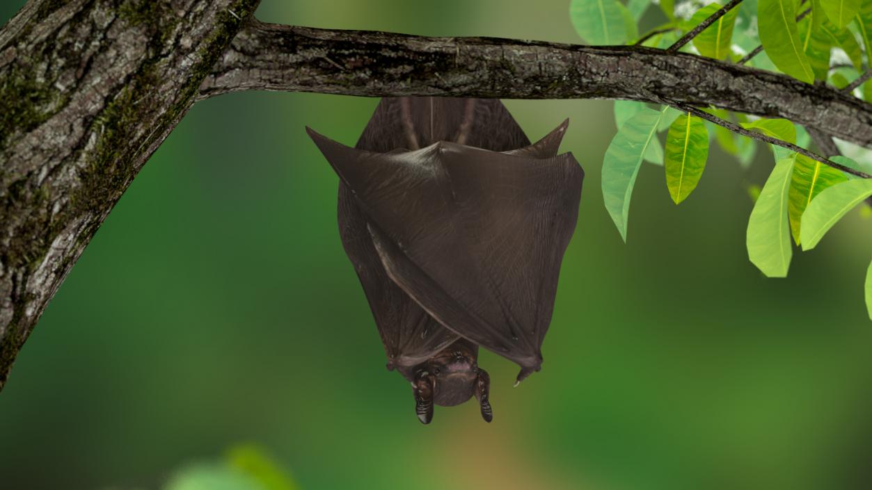 Hanging Black Bat 3D