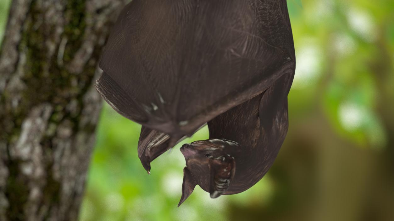 Hanging Black Bat 3D