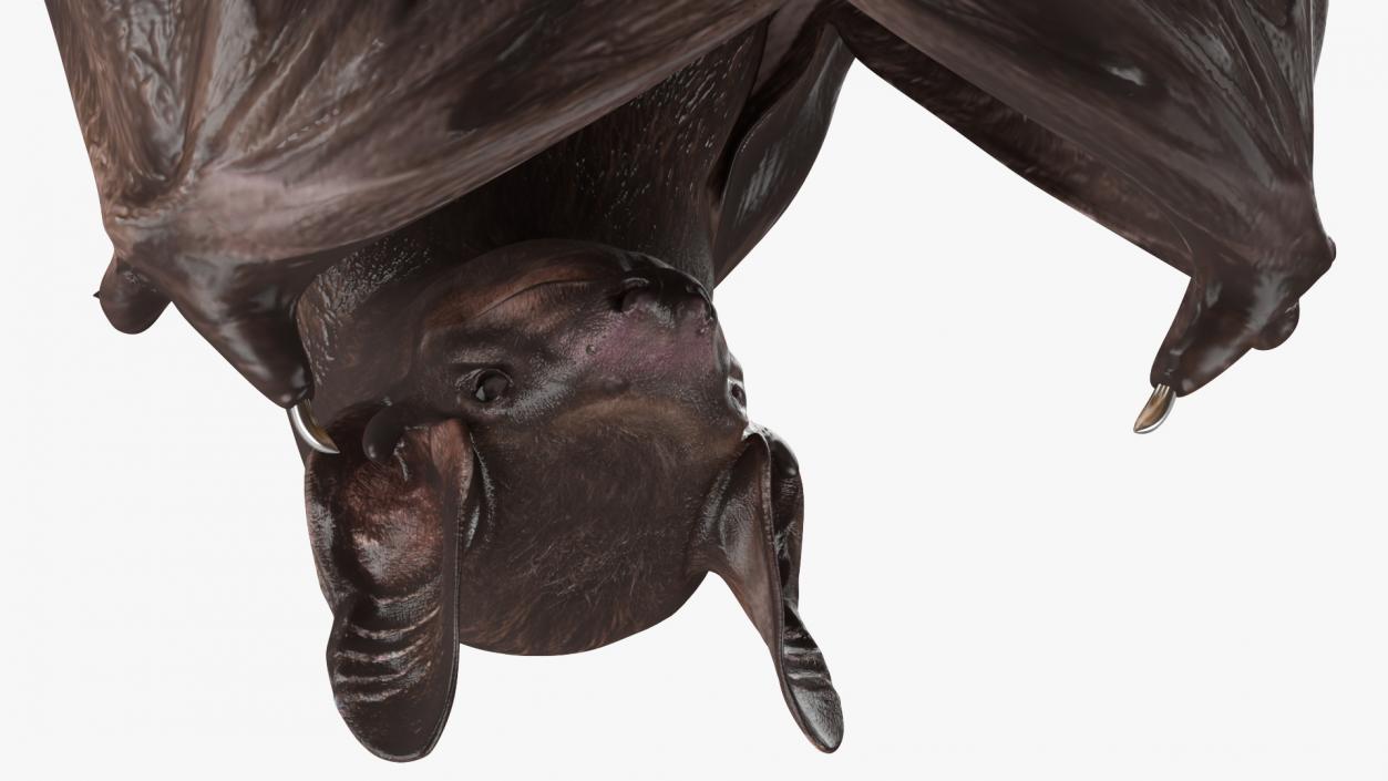 Hanging Black Bat 3D